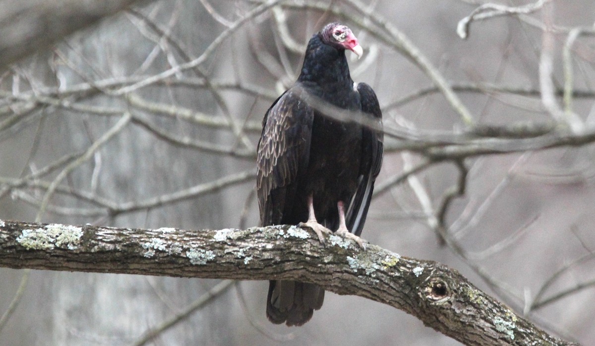 Turkey Vulture - ML614543211
