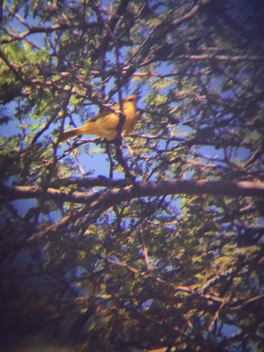 Saffron Finch - Hugo Garcia-Soliz