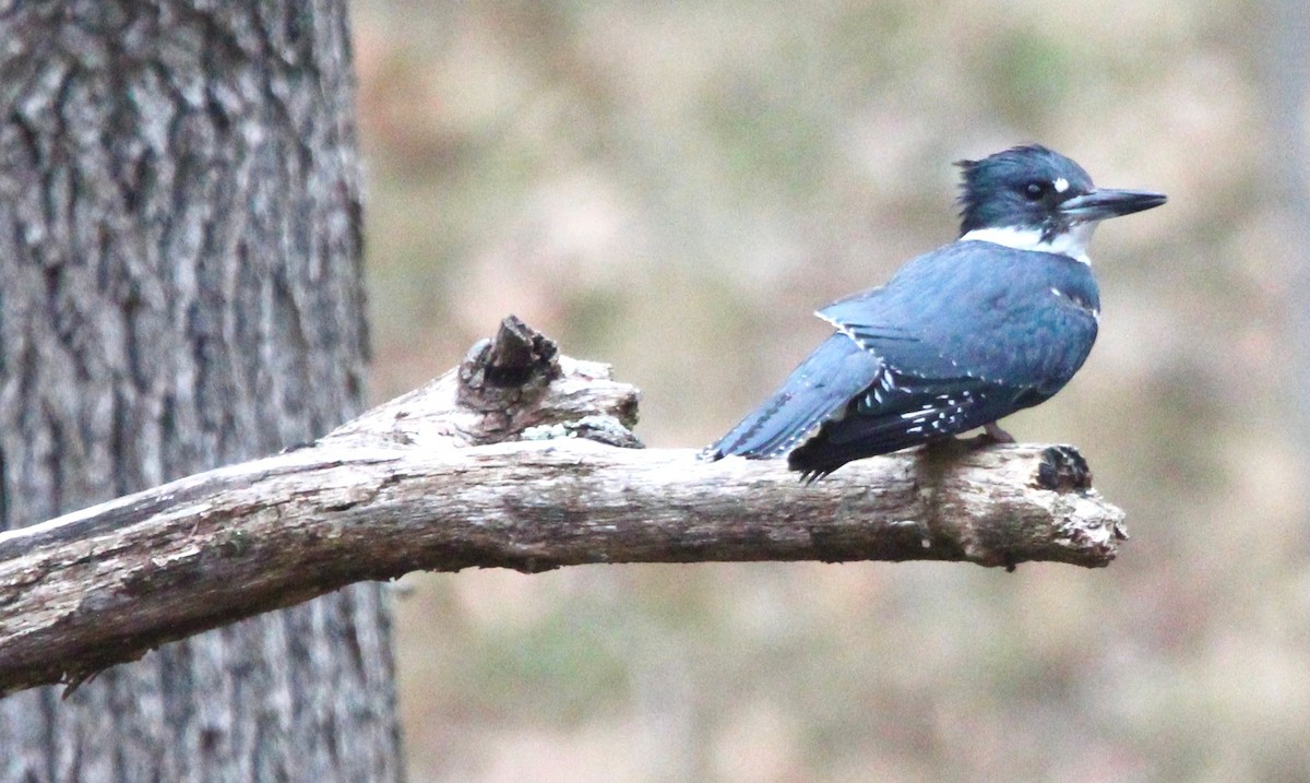 Belted Kingfisher - ML614543308