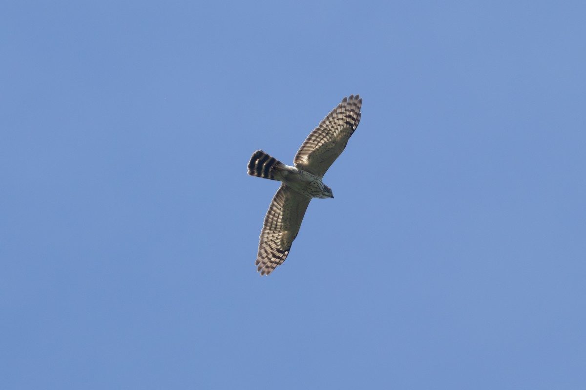 Double-toothed Kite - ML614543363