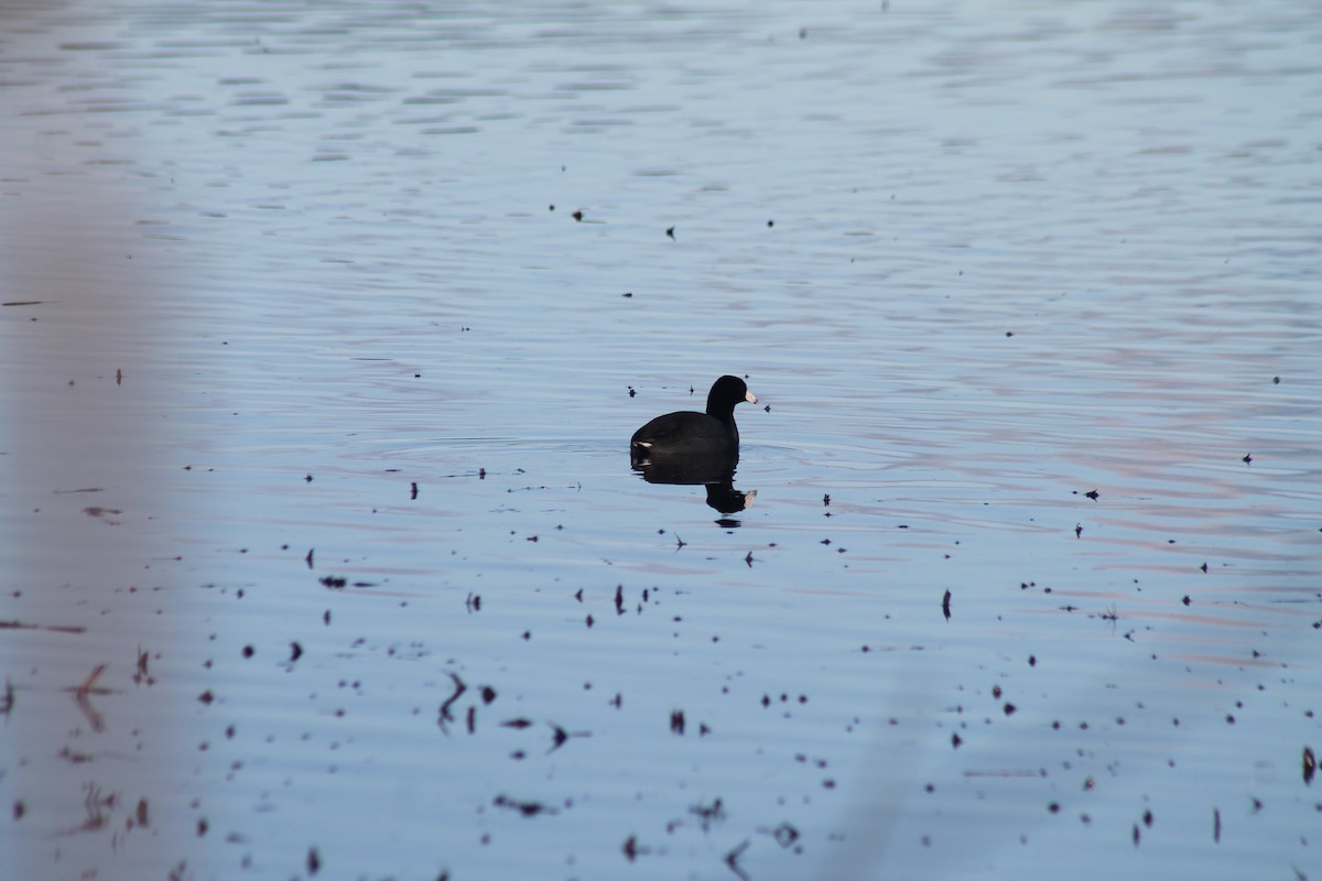 American Coot - ML614543365