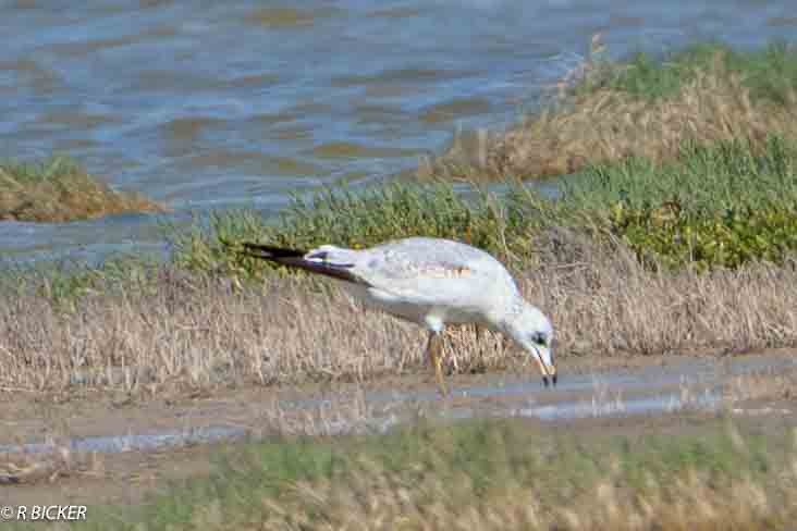 Ring-billed Gull - ML614543409