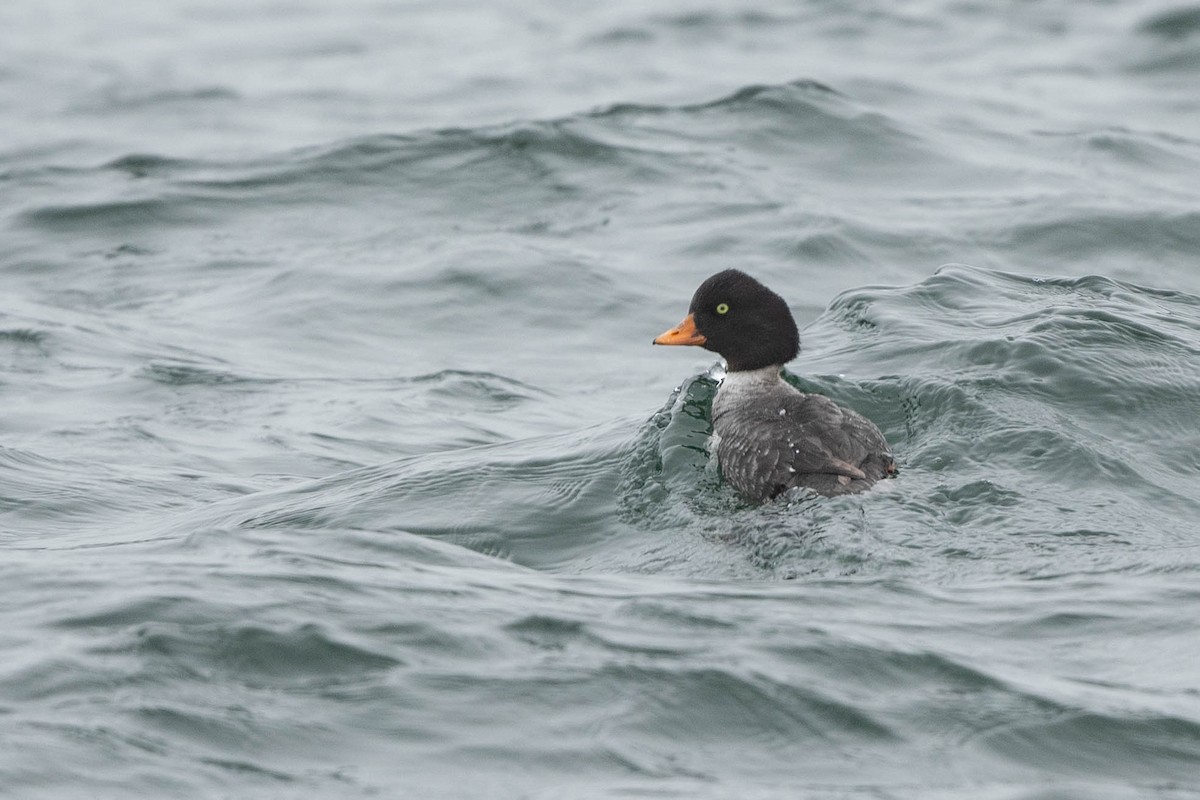 Barrow's Goldeneye - ML614543521