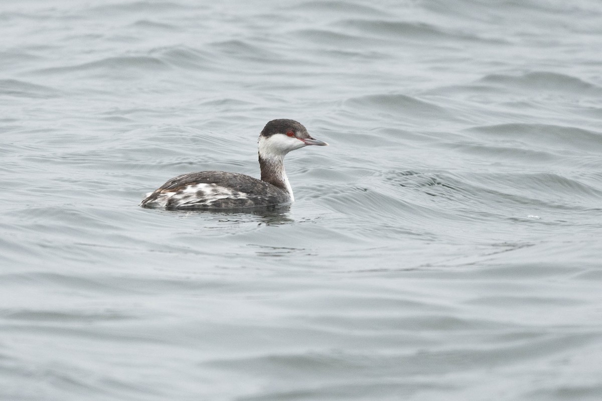 Horned Grebe - ML614543537