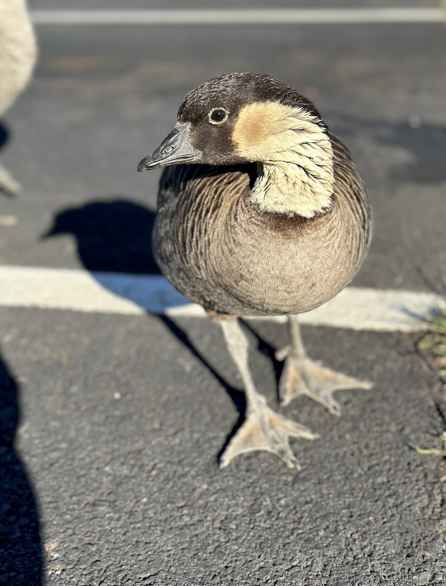 Hawaiian Goose - ML614543540