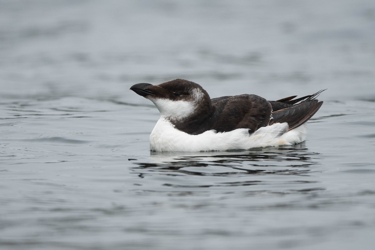 Razorbill - ML614543550