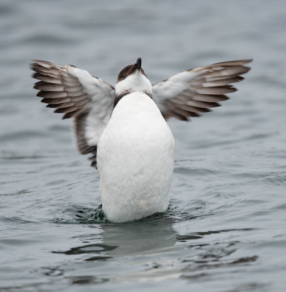 Razorbill - ML614543551