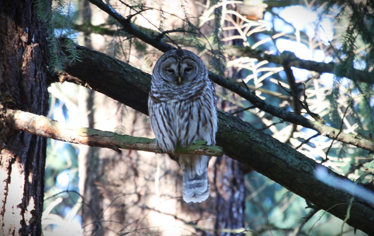 Barred Owl - ML614543591
