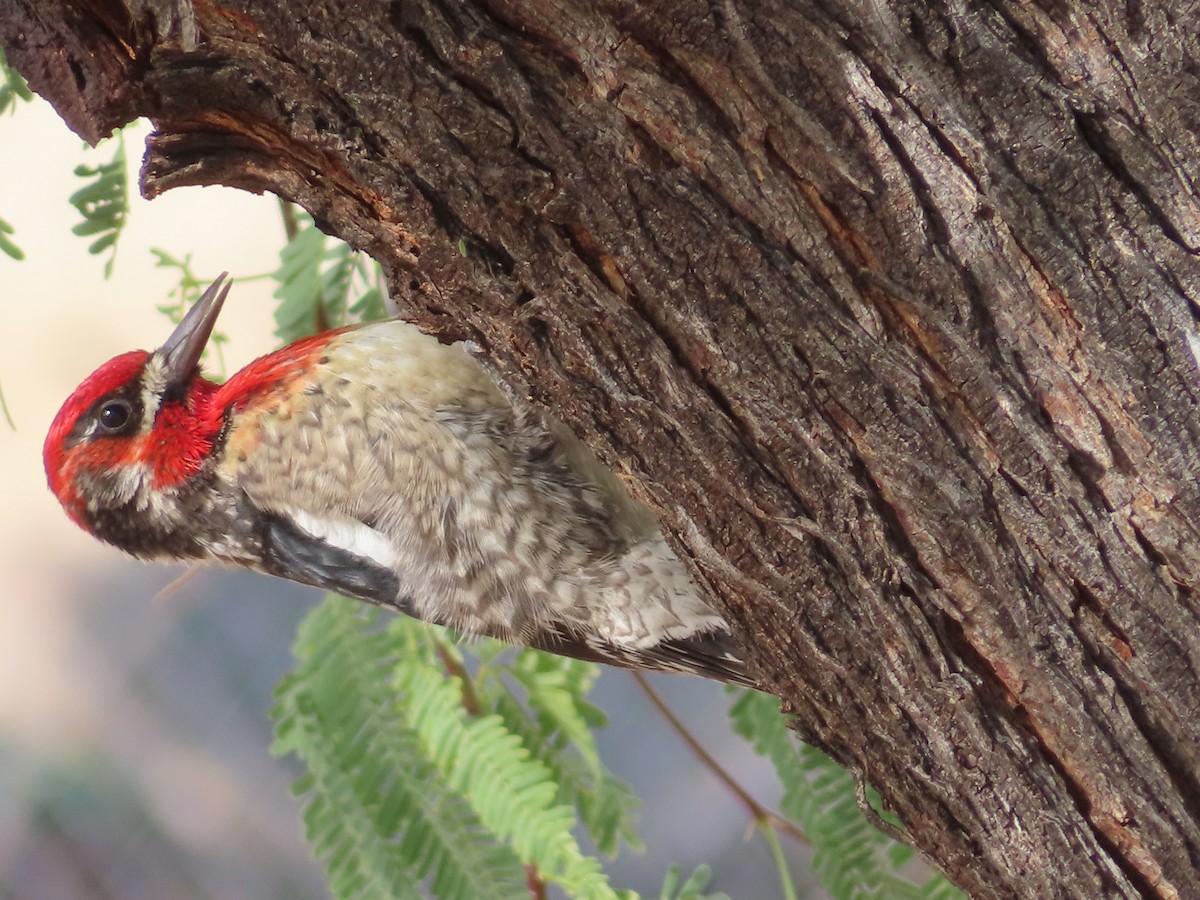 Red-naped x Red-breasted Sapsucker (hybrid) - ML614543629