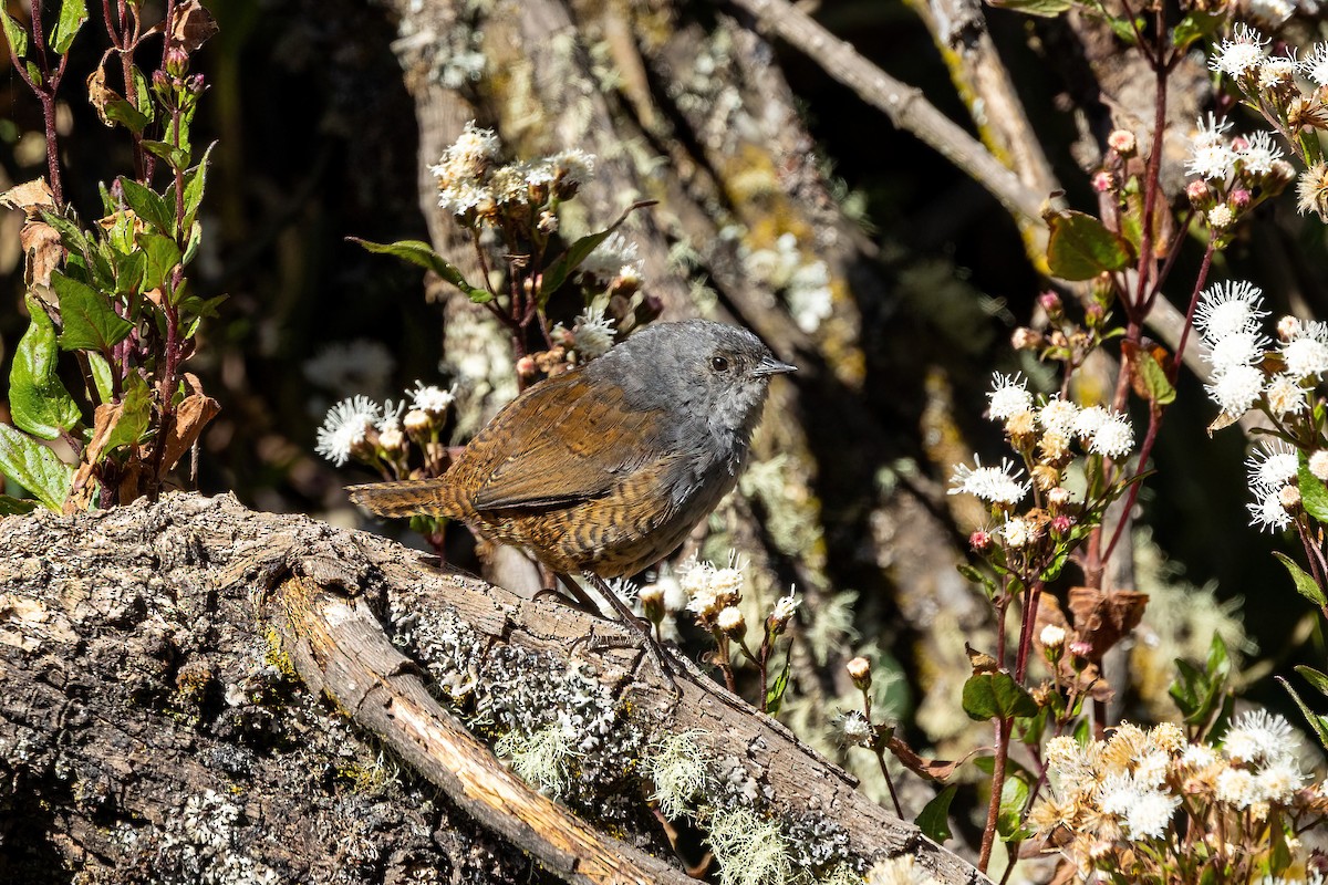 Ancash Tapaculo - ML614543718