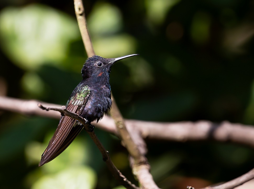 Colibrí Negro - ML614543727