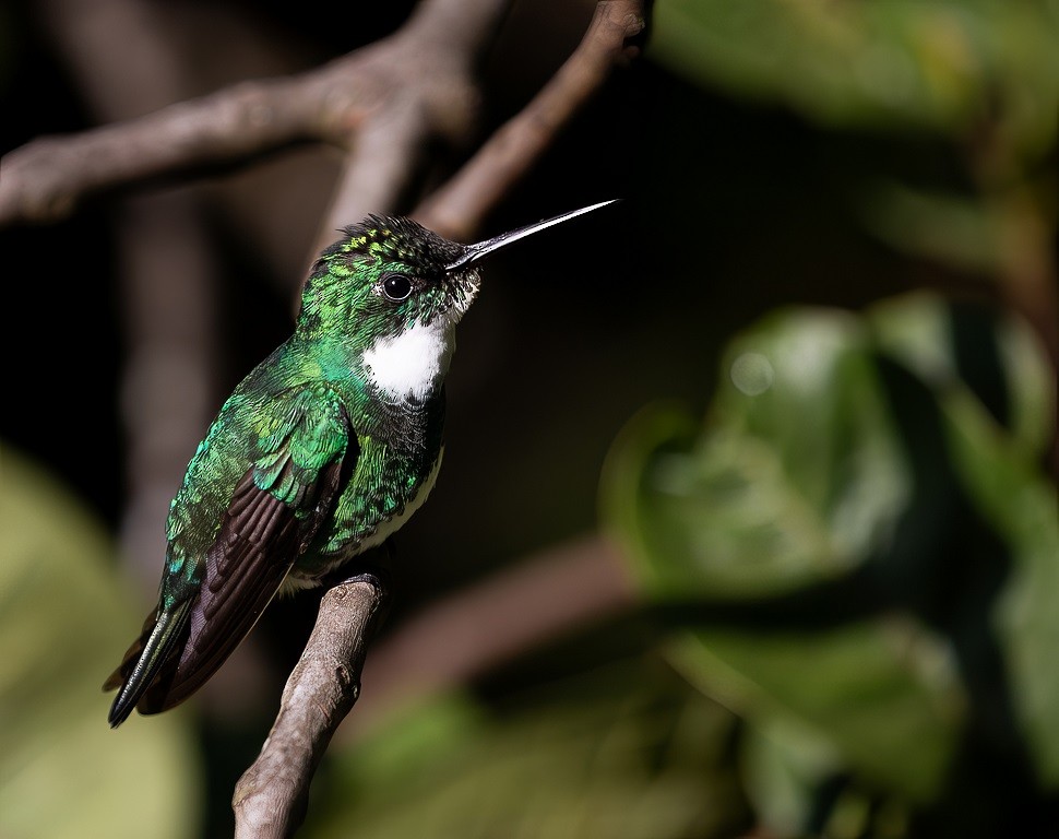 White-throated Hummingbird - Ronaldo Lebowski