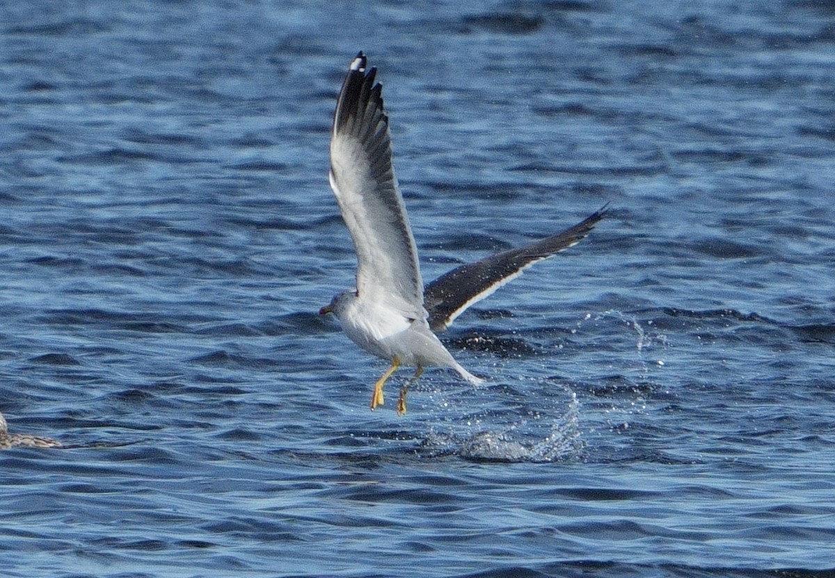 Lesser Black-backed Gull - ML614543792