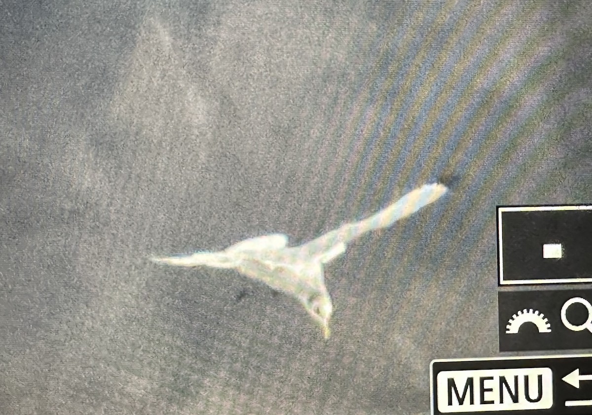 Black-legged Kittiwake - ML614543801