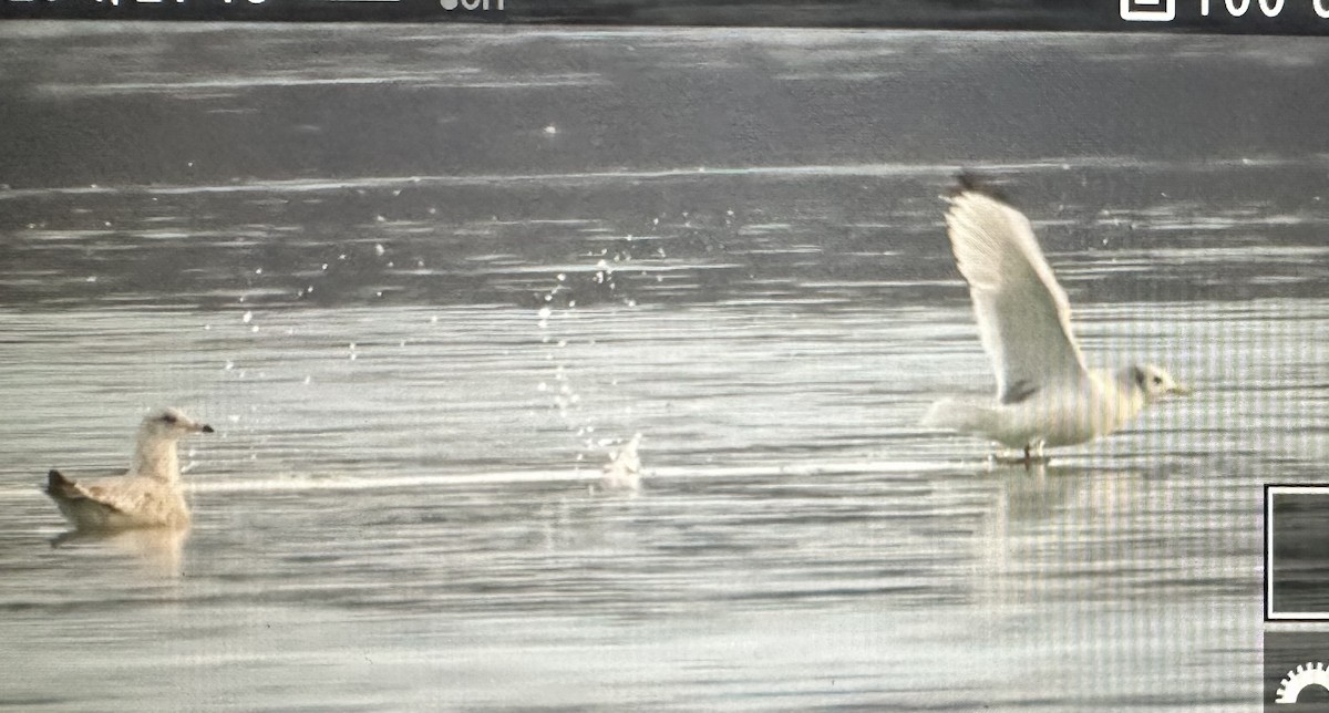 Black-legged Kittiwake - ML614543807