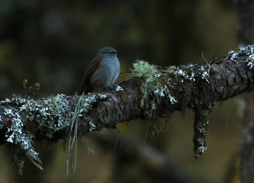Brown-backed Solitaire - ML614543862