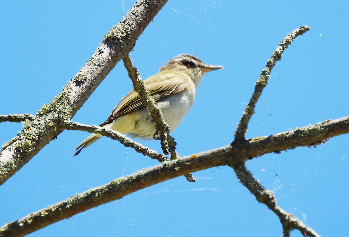 Red-eyed Vireo - ML614543870