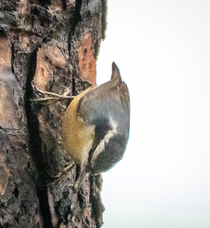 Red-breasted Nuthatch - ML614543896