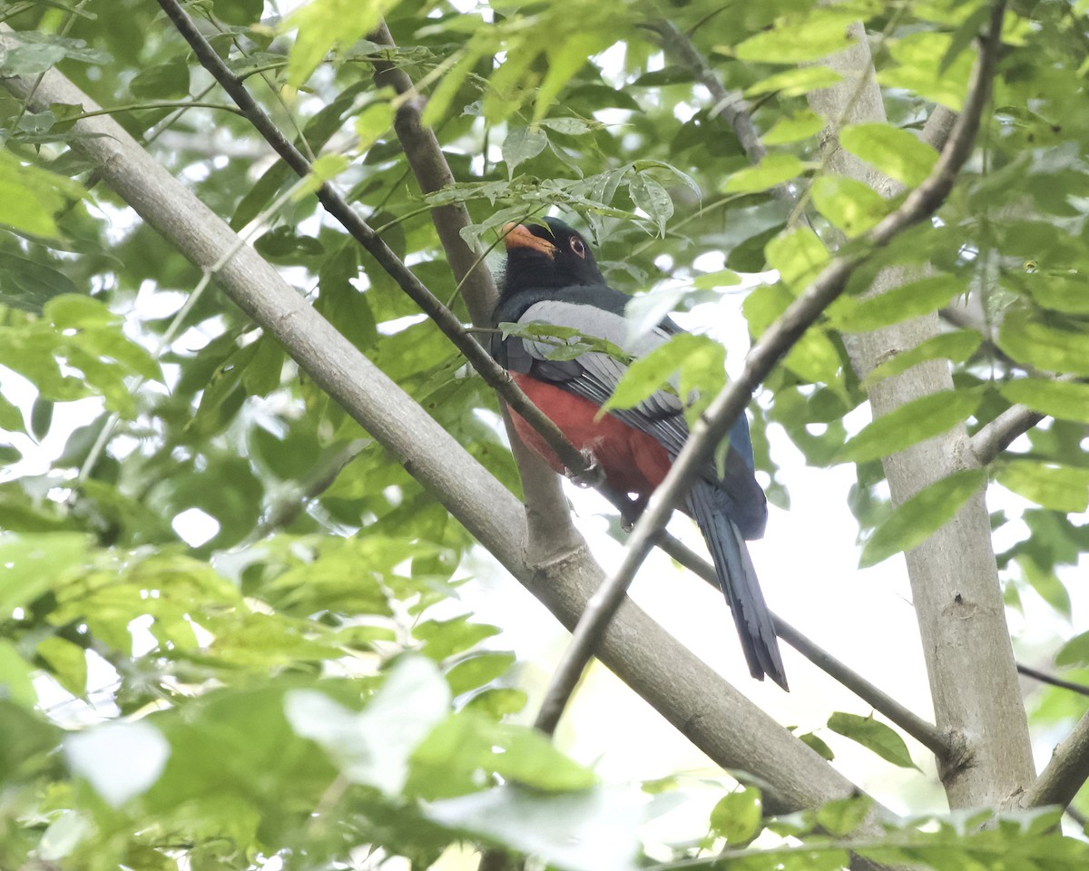 Slaty-tailed Trogon - ML614543955