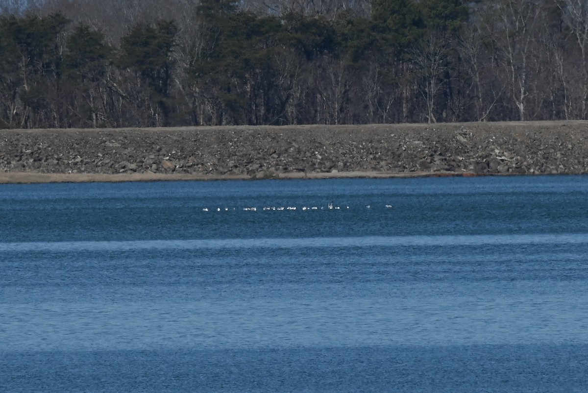 Ring-billed Gull - ML614544010