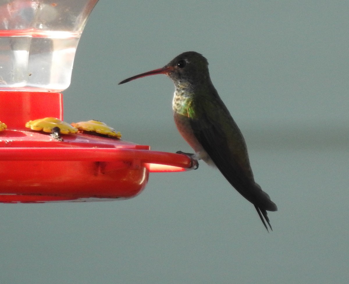 Buff-bellied Hummingbird - ML614544061