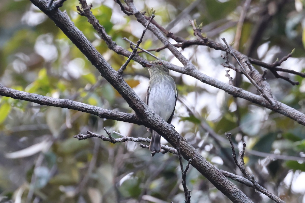 Bright-rumped Attila (Southern) - ML614544065