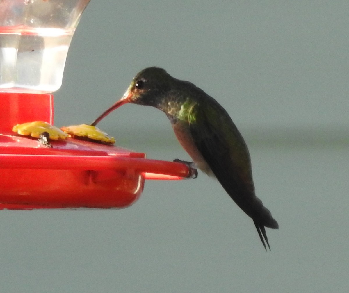 Buff-bellied Hummingbird - ML614544066