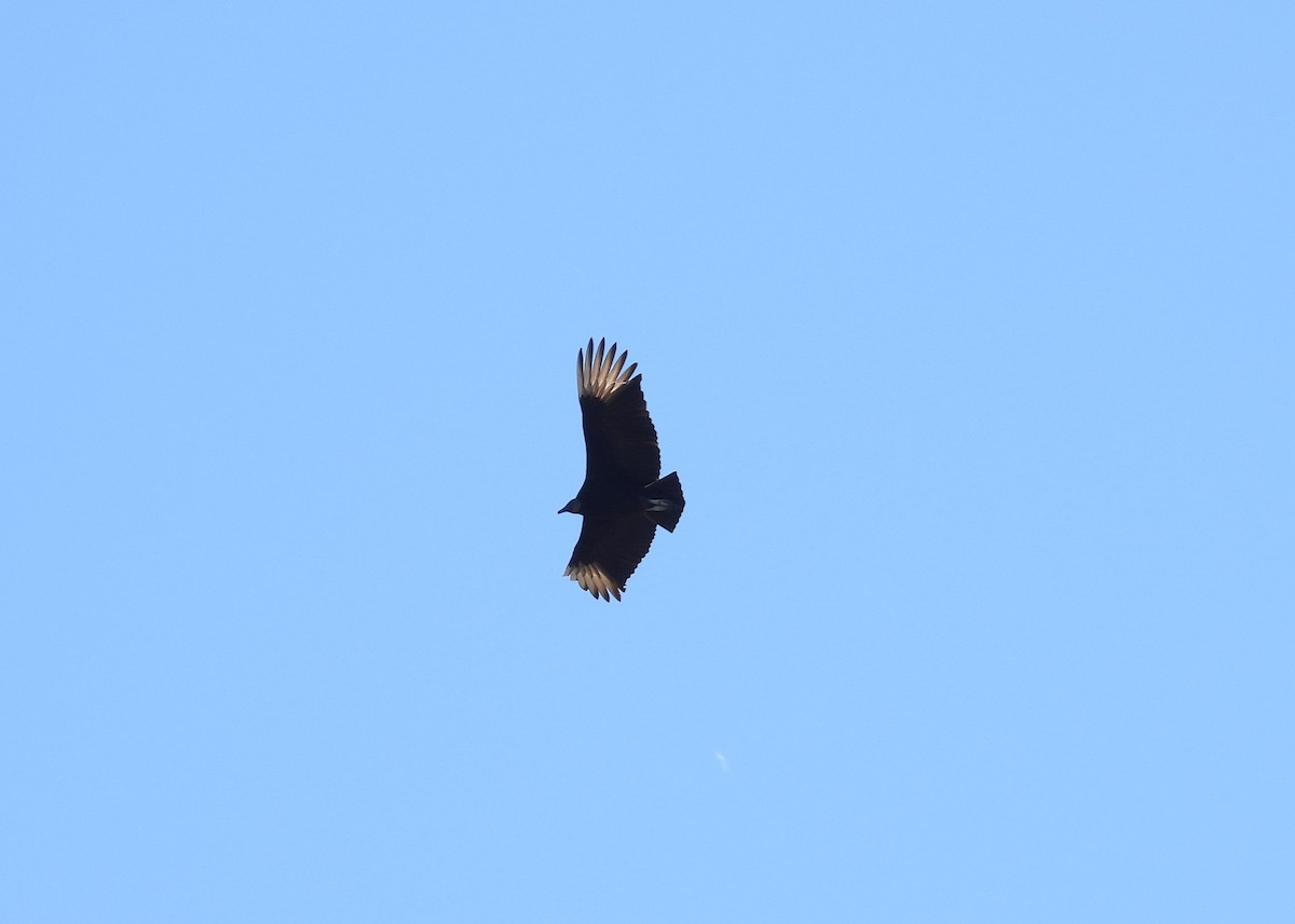 Black Vulture - Kathy Springer