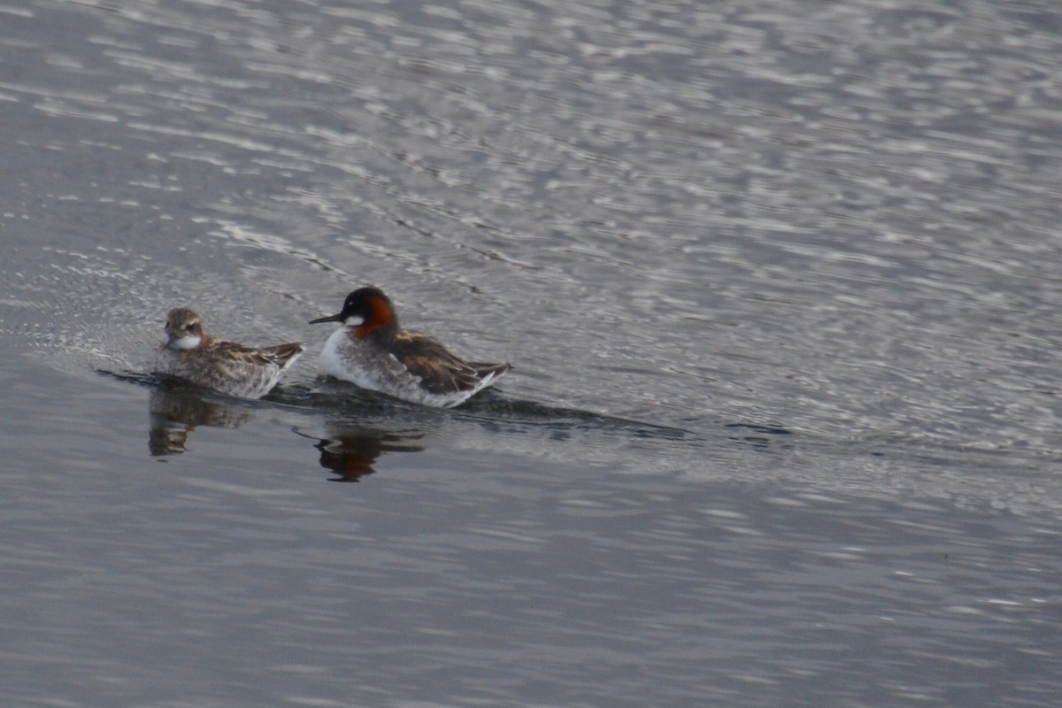 Red-necked Phalarope - ML614544104