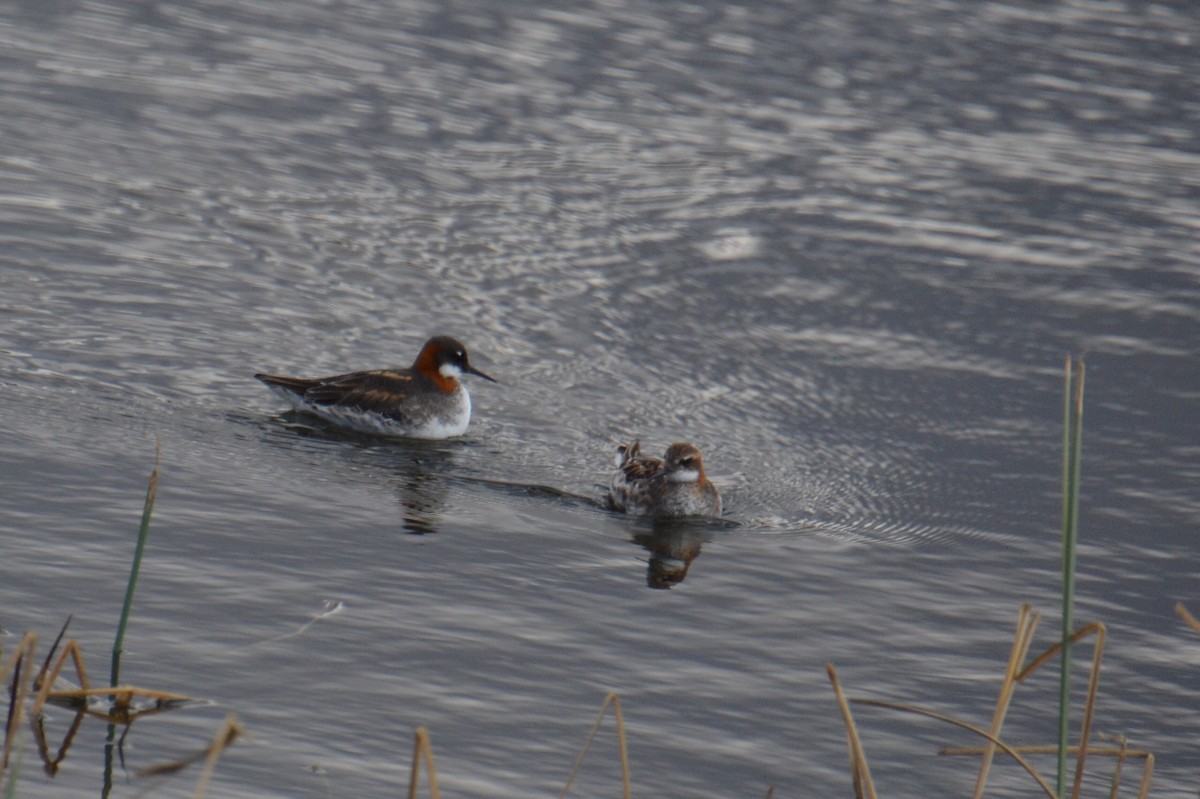 Red-necked Phalarope - Ted Armstrong