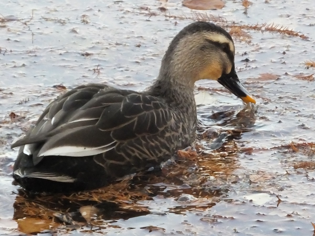 Eastern Spot-billed Duck - ML614544135