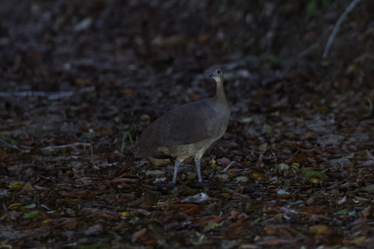 Solitary Tinamou - ML614544138