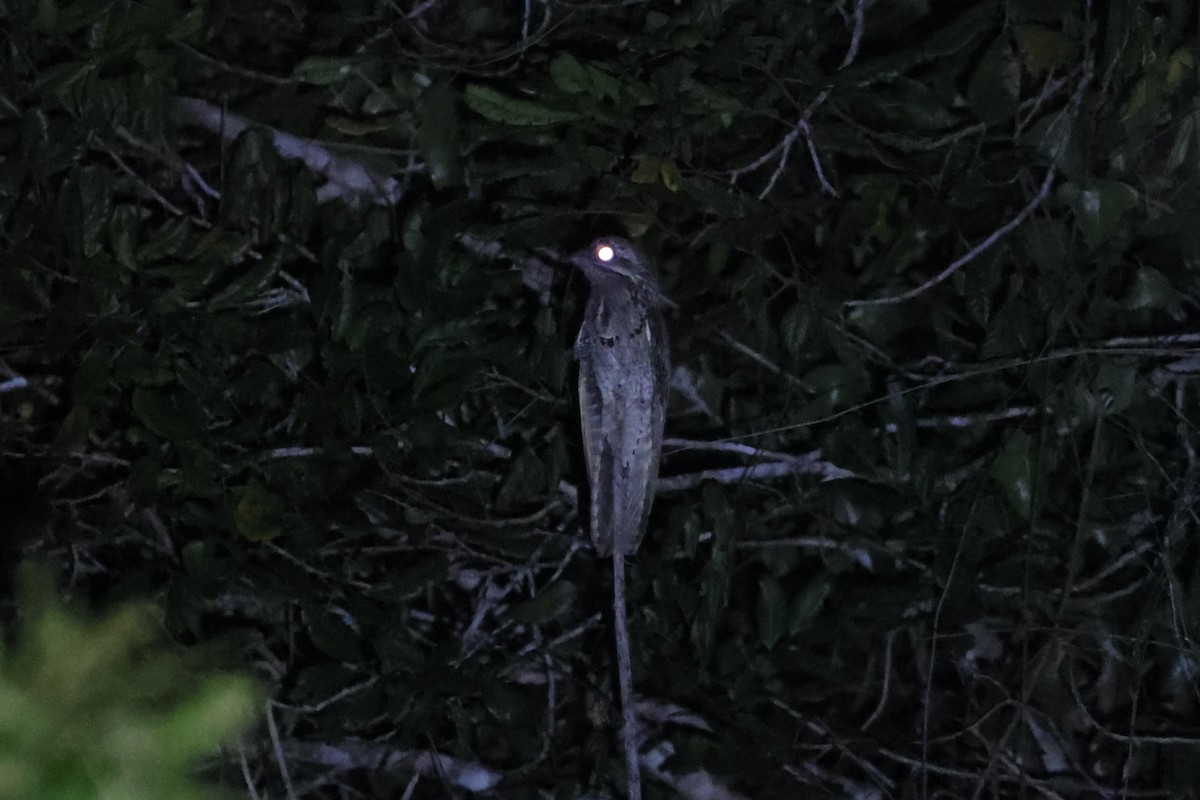 Common Potoo - Charles Davies