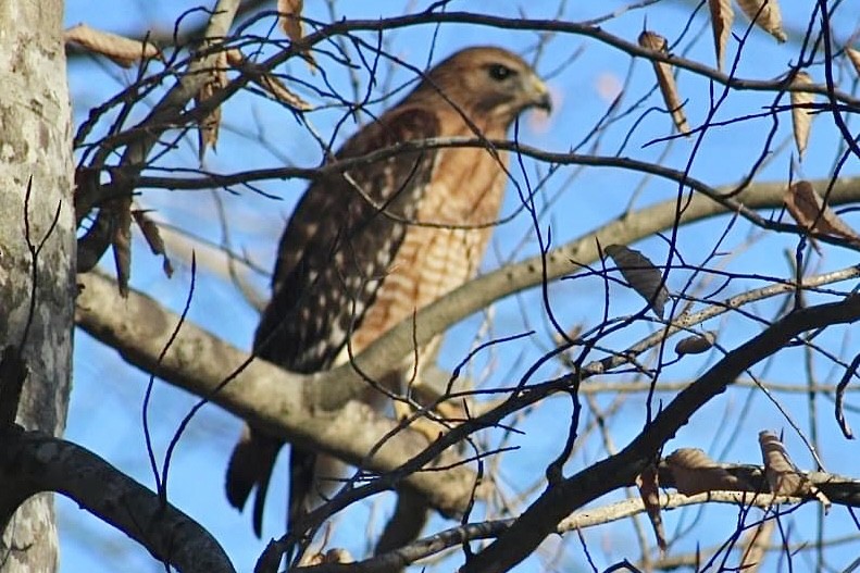 Red-shouldered Hawk - ML614544186