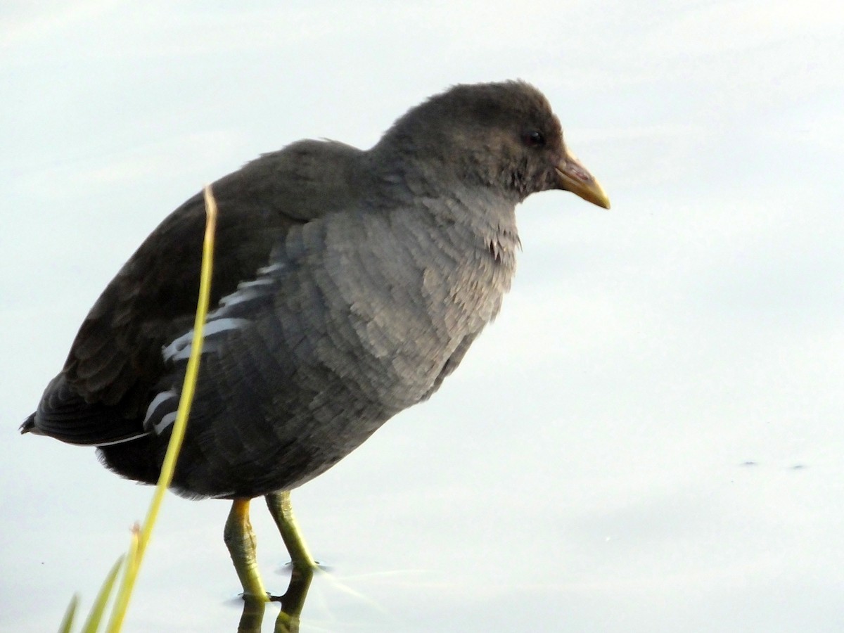 Eurasian Moorhen - ML614544190