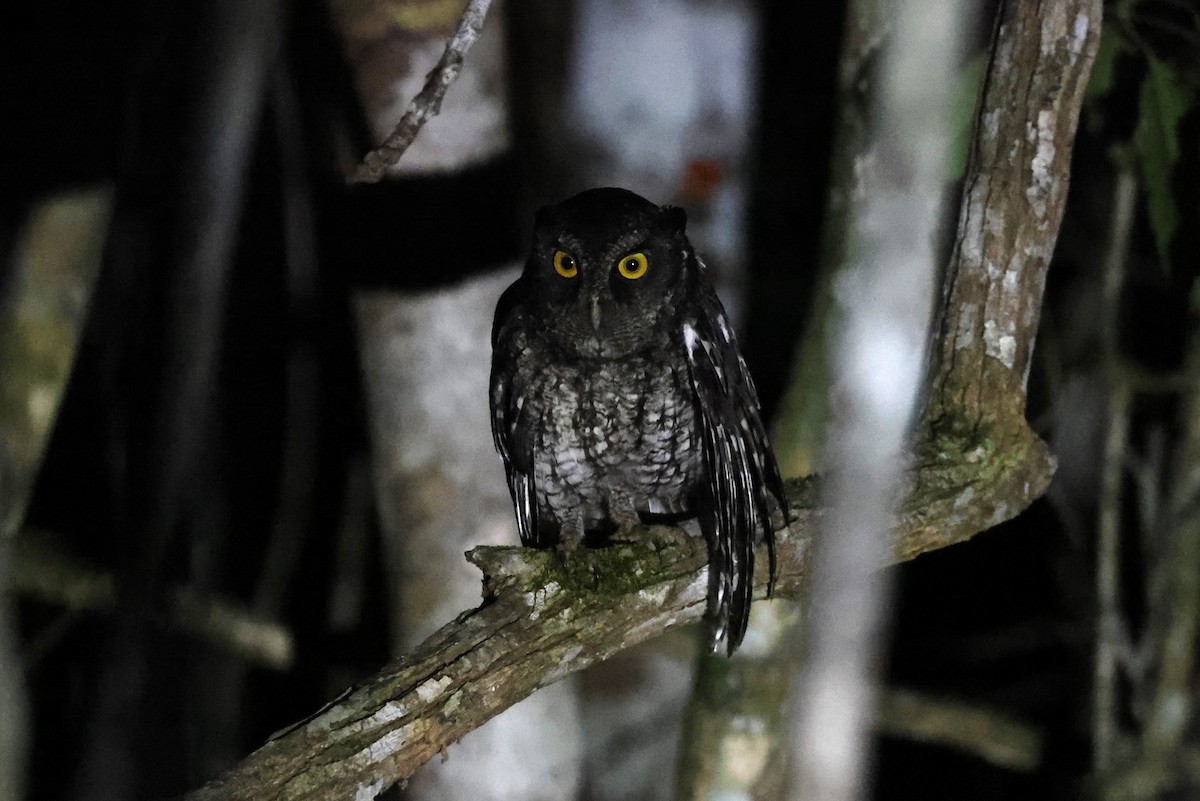 Black-capped Screech-Owl - ML614544193