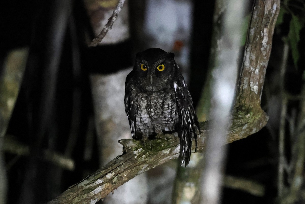Black-capped Screech-Owl - Charles Davies