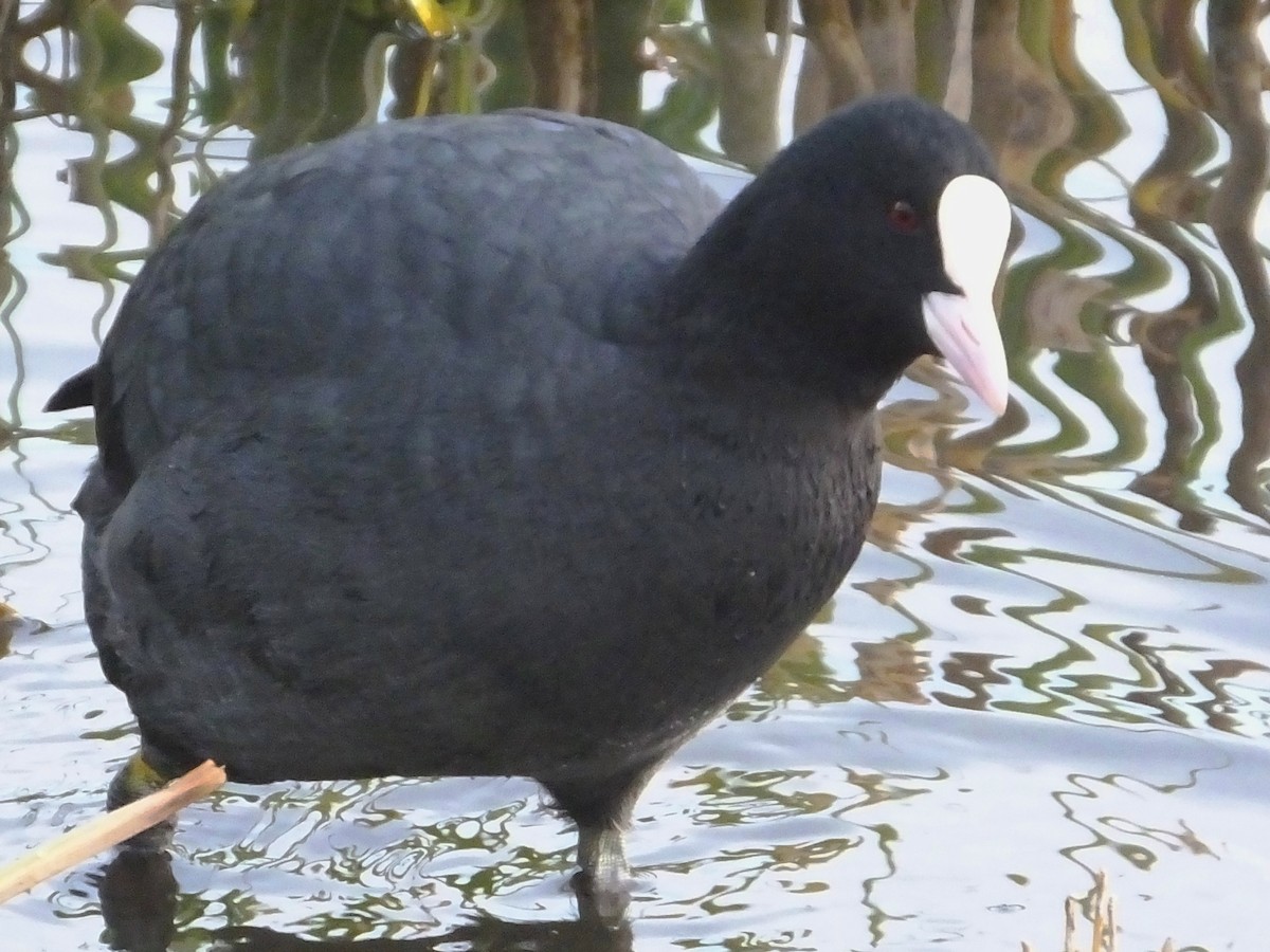 Eurasian Coot - ML614544211