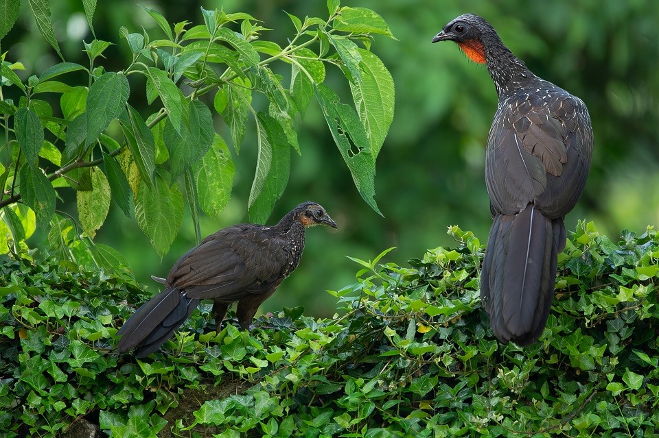 Dusky-legged Guan - Ronaldo Lebowski