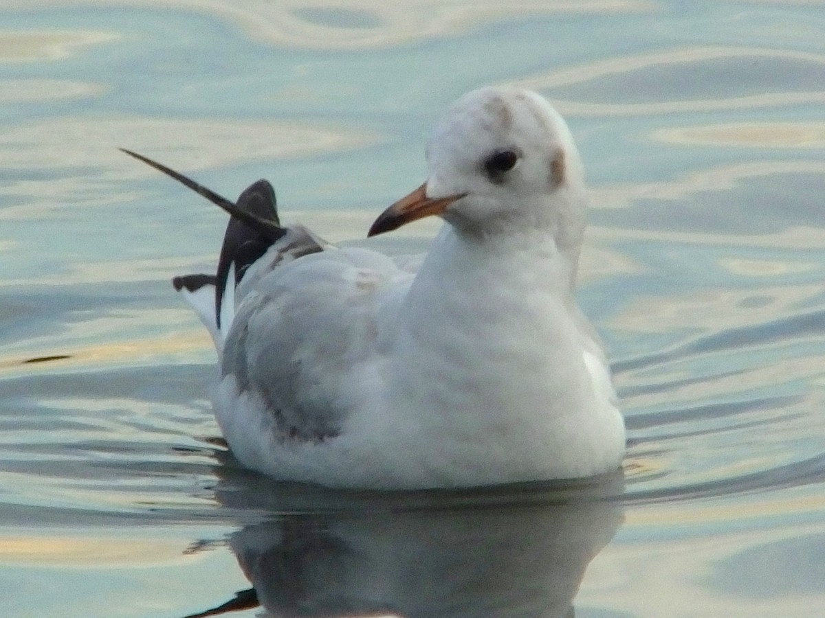 Mouette rieuse - ML614544233