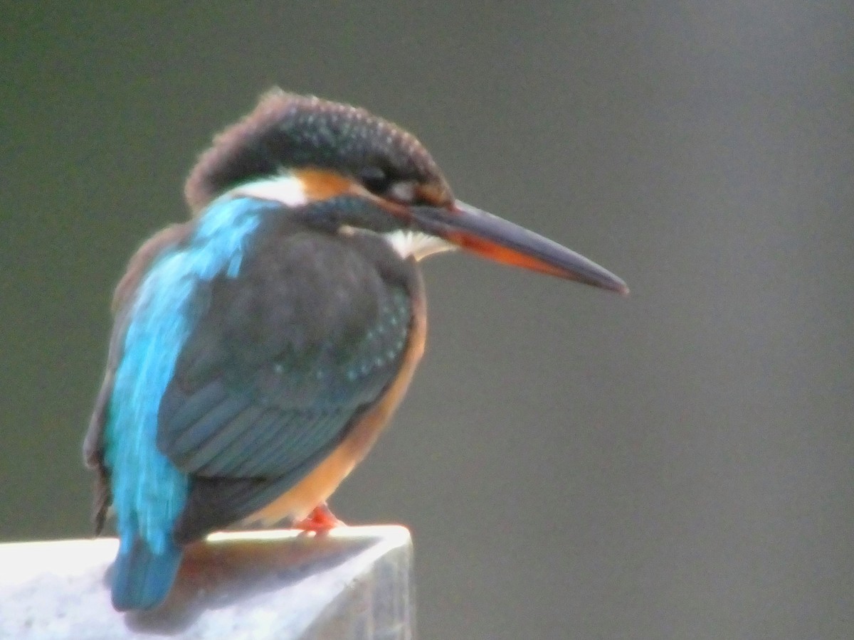 Common Kingfisher - ML614544257