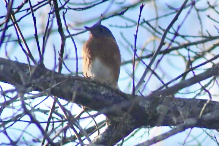 Eastern Bluebird - ML614544262