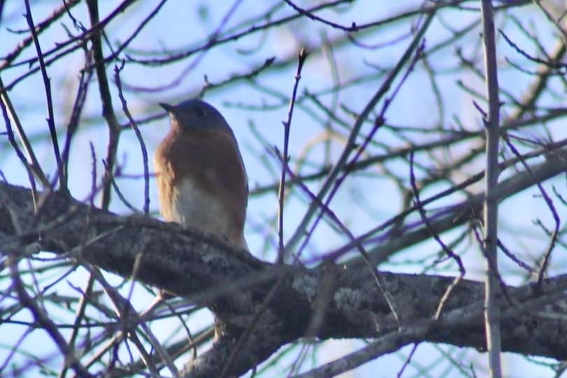 Eastern Bluebird - ML614544263