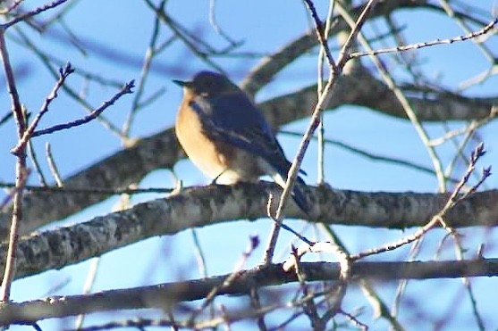 Eastern Bluebird - ML614544264