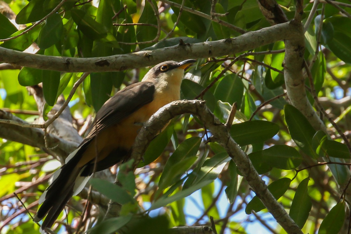 Mangrove Cuckoo - ML614544269