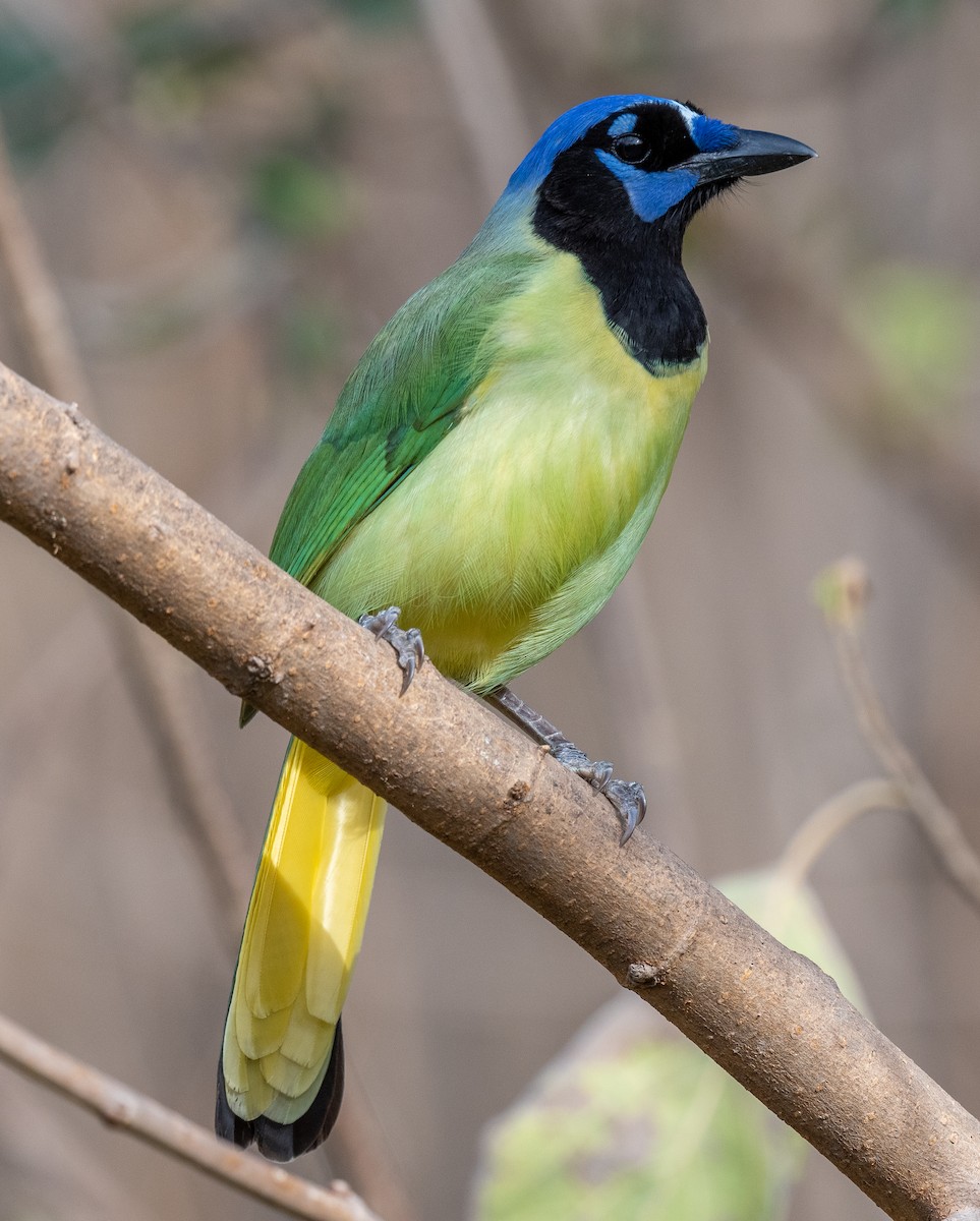 Green Jay - ML614544299