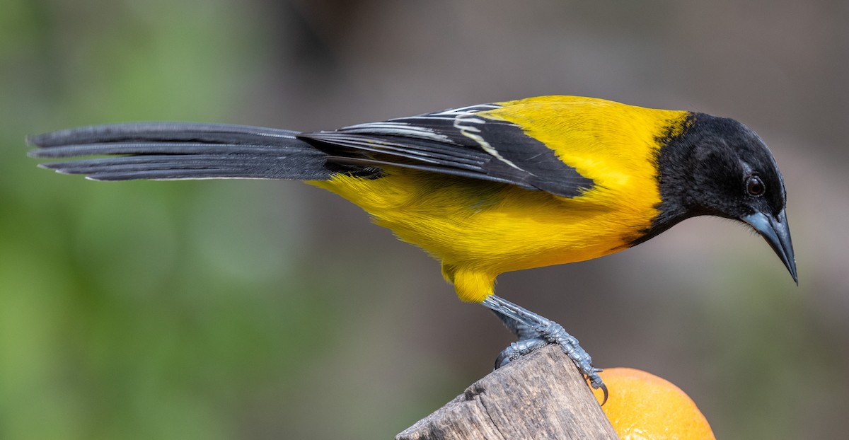 Audubon's Oriole - ML614544321