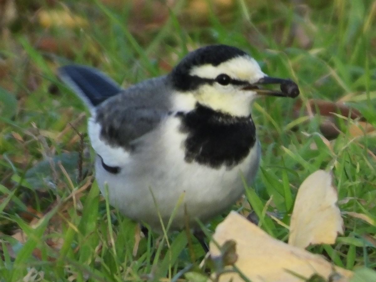 White Wagtail - ML614544361