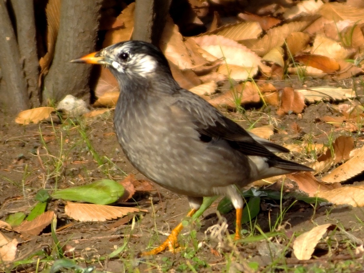 White-cheeked Starling - ML614544375