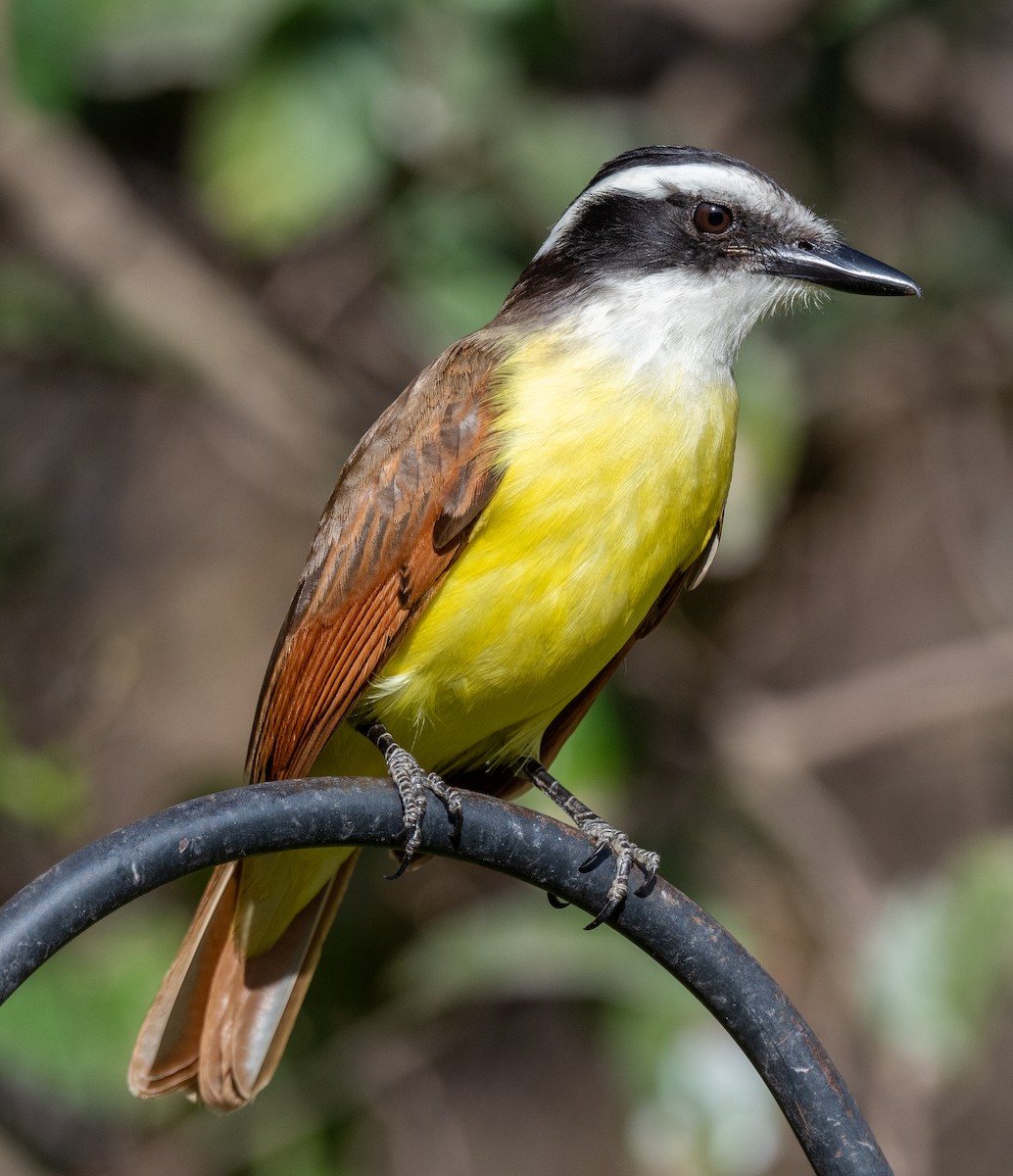 Great Kiskadee - Michael  Hingerty